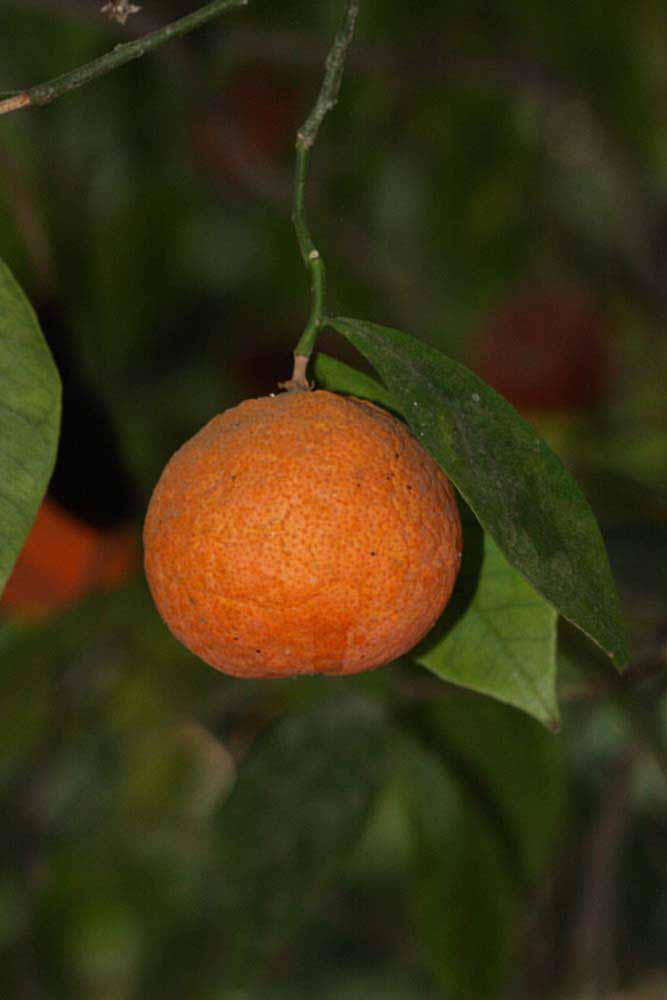            Fruit (Riverside, CA)   